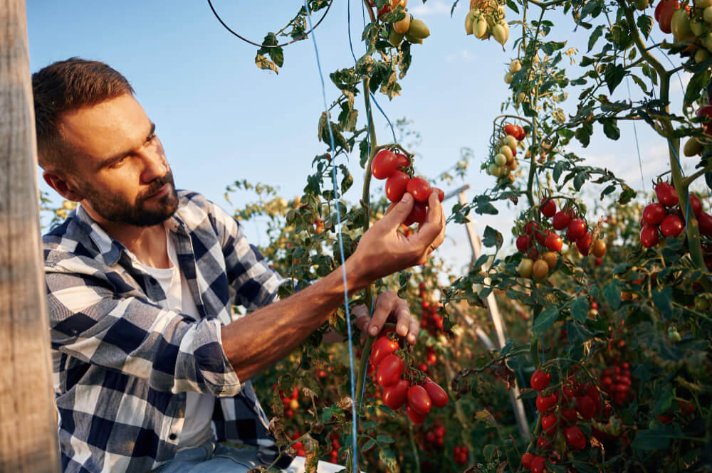 Best Foods for Prostate Health: Can Diet Protect You?